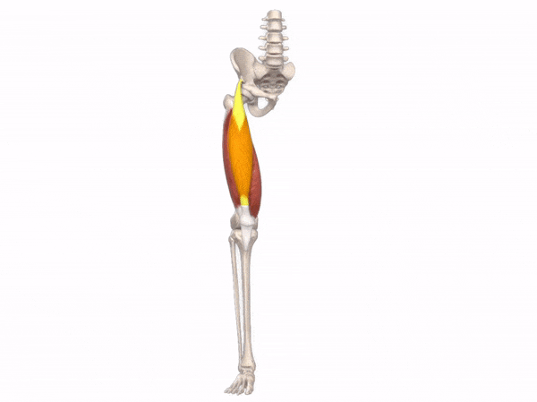 Tài khoản Complete Anatomy 2022 5 tai khoan complete anatomy 2022 2 Tài khoản y khoa bản quyền
